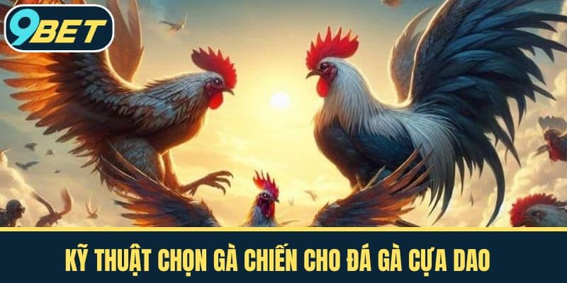 Kỹ thuật chọn gà chiến cho đá gà cựa dao