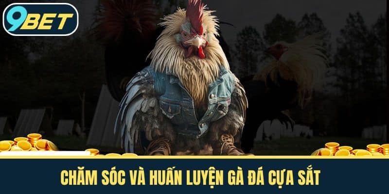 Chăm sóc và huấn luyện gà đá cựa sắt