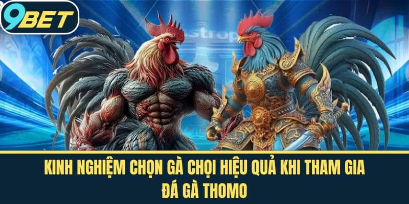 Kinh Nghiệm Chọn Gà Chọi Hiệu Quả Khi Tham Gia Đá Gà Thomo
